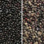 Máy tách có độ chính xác cao, hiệu quả cao Máy sàng lọc hạt bí đỏ Máy phân loại hạt Máy phân loại màu