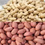 最近有客户想了解本台设备“不破皮花生剥壳机 大中小型不烂籽花生脱壳机 花生种子专用去皮机”请卖家