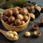 Máy cưa hạt Macca