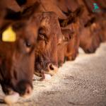 Animal Feed Pellet Machine