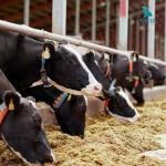 Animal Feed Processing Grinder