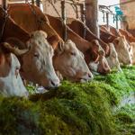 Animal Feed Processing Grinder